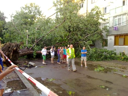 Mai multi cetateni sunt decisi sa dea primaria in judecata, pe motiv ca nu a toaletat pomii