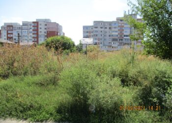 Avertisment din partea Polițiștilor locali pentru proprietarii de terenuri pe care a crescut ambrozia