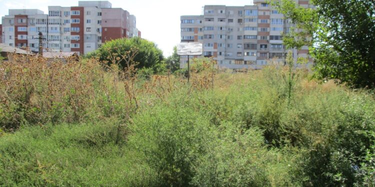 Avertisment din partea Polițiștilor locali pentru proprietarii de terenuri pe care a crescut ambrozia