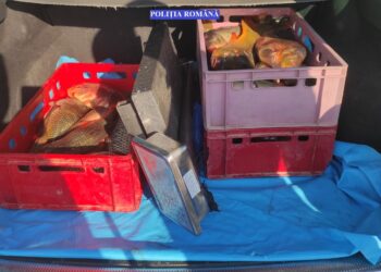 Un tânăr din Chiscani depistat în timp ce transporta 57 kg de pește, din specia crap