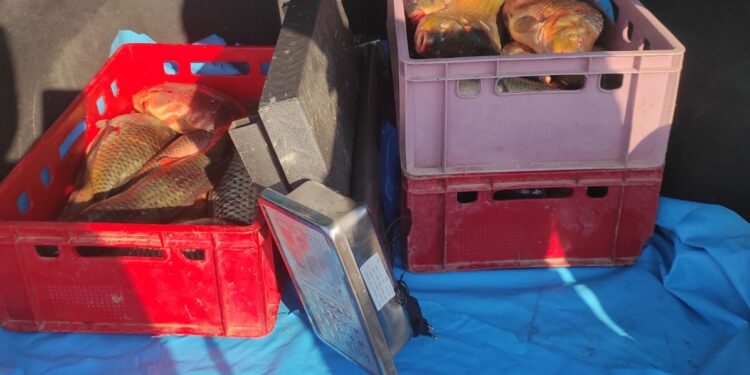 Un tânăr din Chiscani depistat în timp ce transporta 57 kg de pește, din specia crap