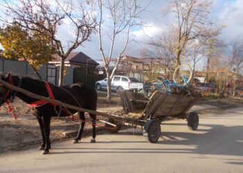Sancțiuni aplicate de Poliția Locală persoanelor surprinse încălcând prevederile în vigoare privind respectarea curățeniei pe domeniul public al municipiului Brăila