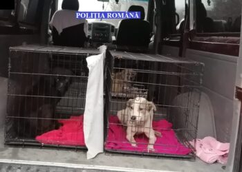 Câini de rasă comună ținuți în condișii improprii duși de polițiștii de la Protecția Animalelor la un adăpost