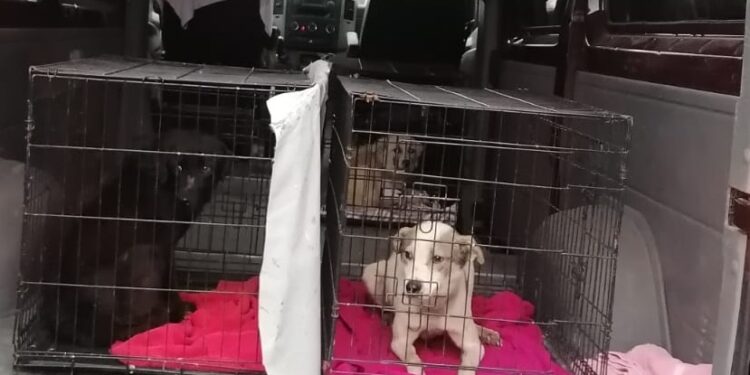 Câini de rasă comună ținuți în condișii improprii duși de polițiștii de la Protecția Animalelor la un adăpost