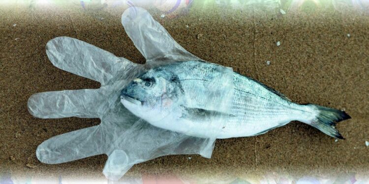 Manifest pentru Dunăre, concurs de eseuri