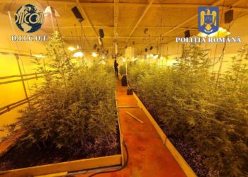 Percheziții DIICOT la cultivatori de canabis