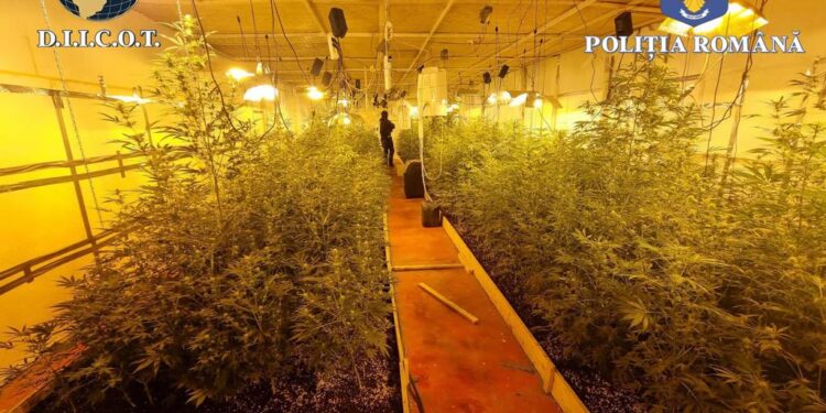Percheziții DIICOT la cultivatori de canabis