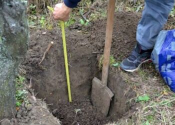 Plantare de pomi pe terenurile MApN
