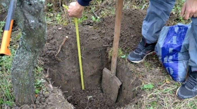 Plantare de pomi pe terenurile MApN