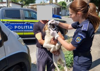 Amendată cu 18.000 de lei pentru 20 de câini hrăniți și îngrijiți necorespunzător