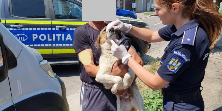 Amendată cu 18.000 de lei pentru 20 de câini hrăniți și îngrijiți necorespunzător