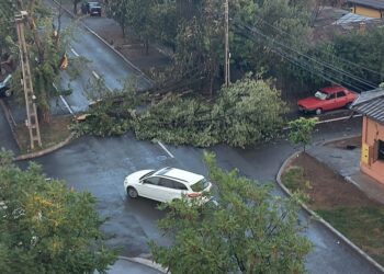Curți inundate și copaci căzuți pe străzi în urma fenomenelor meteo de marți seară