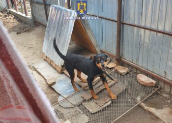 Doi câini, ținuți fără apă și hrană, plasați în adăpost de polițiștii brăileni