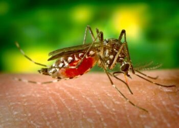 Confirmarea a două cazuri de Meningită cu virus West-Nile, pe raza judeţului Brăila