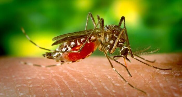 Confirmarea a două cazuri de Meningită cu virus West-Nile, pe raza judeţului Brăila