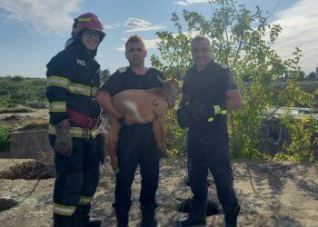 Pompierii brăileni au salvat un ied căzut într-un canal tehnologic dezafectat