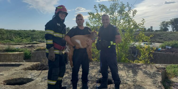 Pompierii brăileni au salvat un ied căzut într-un canal tehnologic dezafectat