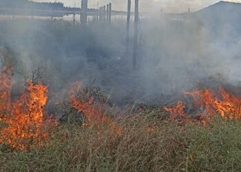 Doi jandarmi ai postului din stațiunea Lacu Sărat au intervenit, din nou, pentru lichidarea unui incendiu de vegetație