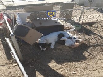 Polițiștii au plasat în adăpost o cățelușă care era ținuă legată într-un cimitir din Brăila alături de cei 4 pui
