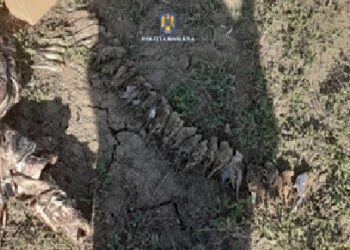 Un vânător italian surprins la vânătoare de ciocârlii pe fondul cinetic de la Spiru Haret