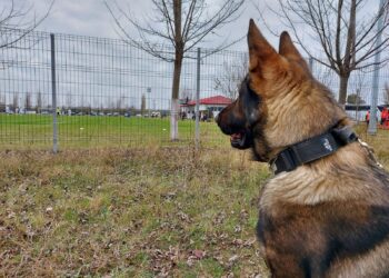 Ciobănescul german, Fedor, câinele de 10 al Jandarmeriei Brăila la prima sa misiune