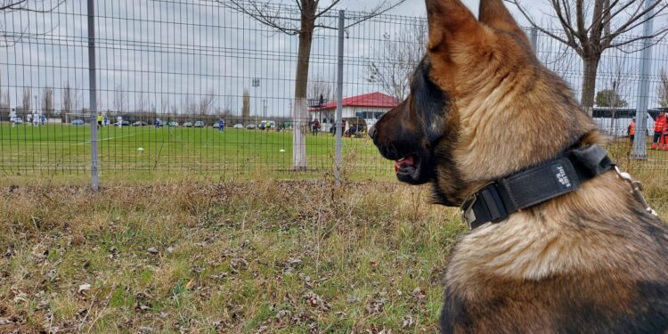 Ciobănescul german, Fedor, câinele de 10 al Jandarmeriei Brăila la prima sa misiune