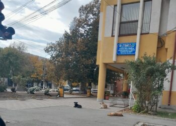 Adin Boboc (PNL Ianca): Oraşul Ianca este luat în stăpânire de câinii fără stăpân, care mai au puţin şi intră în biroul primarului