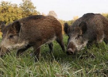 Un caz de Pesta Porcină Africană depistat la un porc mistreț, pe Fondul de Vânătoare Lunguleţu, din Insula Mare a Brăilei