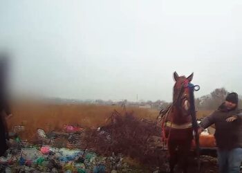 Video: Poliția Locală i-a confiscat căruța din care a descarcat pe domeniul public 20 de saci de rafie plini cu moloz