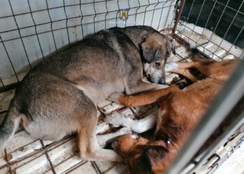 Cinci câini plasați în adăpost de lucrătorii Biroului pentru Protecția Animalelor. Fostul proprietar amendat cu 18.500 de lei