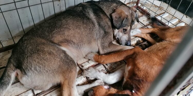Cinci câini plasați în adăpost de lucrătorii Biroului pentru Protecția Animalelor. Fostul proprietar amendat cu 18.500 de lei