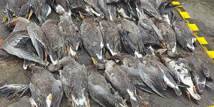 Patru percheziții la persoane bănuite de nerespectarea regimului armelor și munițiilor si braconaj cinegetic