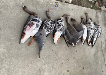 Cinci percheziții la imobilele unor persoane fizice și juridice, toate pe raza localității Stăncuța