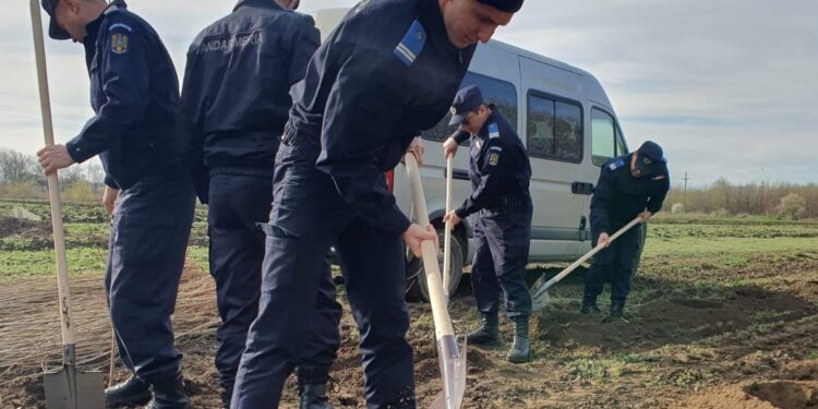 173 de ani de la înființarea Jandarmeriei,173 de pomi plantați de jandarmii brăileni