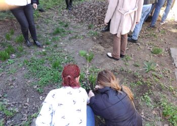 Elevii de la Colegiul Național „Nicolae Bălcescu” au plantat puieți în curtea școlii