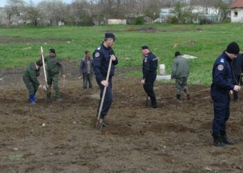 Acțiune de plantare puieți desfășurată de jandarmii brăileni împreună cu reprezentanți ai Direcției Silvice Brăila