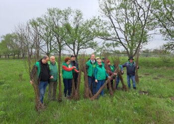 ”Verzii” brăileni au plantat 3000 de puieți de salcâm de ”Ziua Pământului”