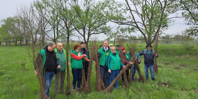 ”Verzii” brăileni au plantat 3000 de puieți de salcâm de ”Ziua Pământului”