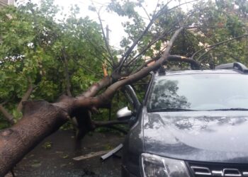 Copac căzut peste o mașină care se deplasa pe pe Șoseaua Națională Veche din municipiul Brăila