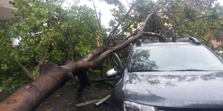 Copac căzut peste o mașină care se deplasa pe pe Șoseaua Națională Veche din municipiul Brăila