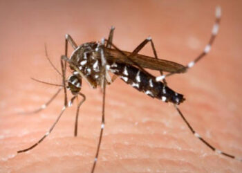 Confirmarea a două cazuri de infectare cu virusul West-Nile