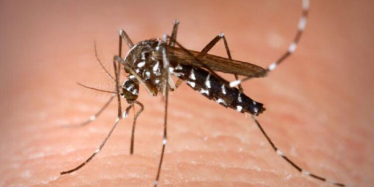 Confirmarea a două cazuri de infectare cu virusul West-Nile
