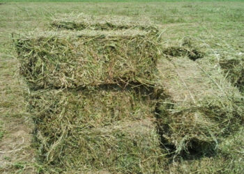 Un tulcean bănuit că a furat lucerna tăiată de pe un teren din localitatea Găvani