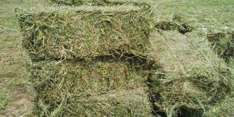 Un tulcean bănuit că a furat lucerna tăiată de pe un teren din localitatea Găvani