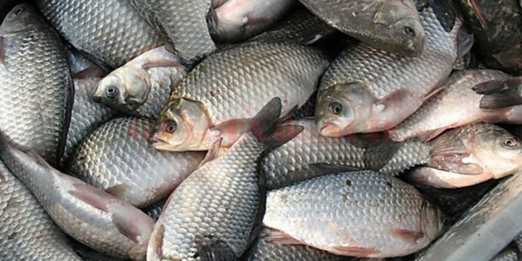 Misiuni ale jandarmilor pe perioada desfășurării Festivalului Peștelui