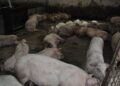 Două focare de pestă porcină africană pe teritoriul județului Brăila, în comuna Ulmu