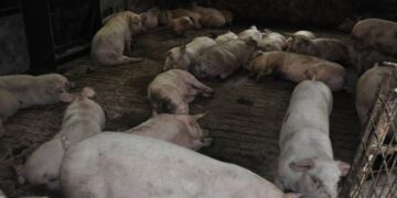 Două focare de pestă porcină africană pe teritoriul județului Brăila, în comuna Ulmu