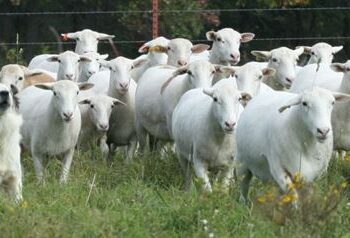 Sprijin financiar în valoare de peste 2,58 milioane lei pentru crescătorii de animale