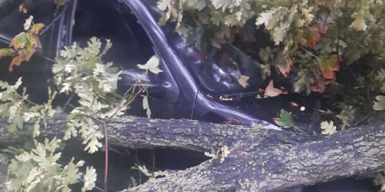 Copac căzut peste trei mașini pe Aleea Cocorilor, în urma furtunii de sâmbătă după amiază