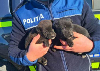 Reținut pentru rănirea sau schingiuirea animalelor